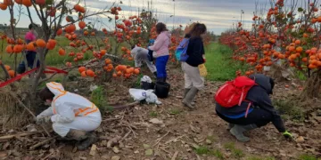 Residuos y abandono: la lucha por salvar l’Albufera tras la DANA