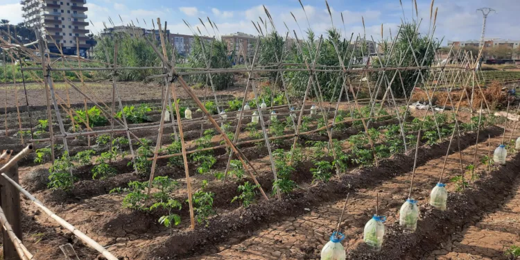 El Constitucional admite a trámite el recurso contra la reforma de la Ley de la Huerta de Valencia 1 La Huerta salva vidas en Alfafar