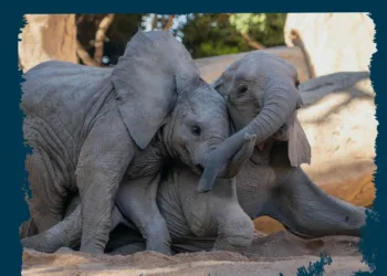BIONadal la promoción de BIOPARC Valencia comprometida con la infancia y la solidaridad