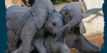 BIONadal la promoción de BIOPARC Valencia comprometida con la infancia y la solidaridad