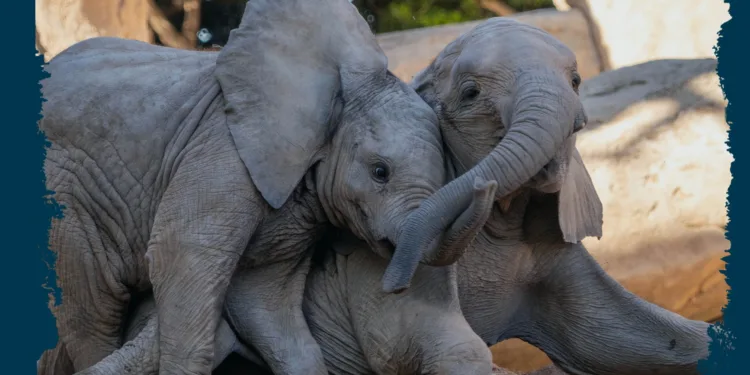 BIONadal la promoción de BIOPARC Valencia comprometida con la infancia y la solidaridad