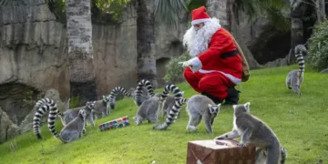 El Bioparc y sus animales reciben los regalos de Papá Noel