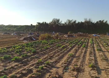 Agricultura abre este lunes el plazo para solicitar ayudas directas a viveros, cultivos hortícolas y herbáceos afectados por la DANA