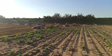 Agricultura abre este lunes el plazo para solicitar ayudas directas a viveros, cultivos hortícolas y herbáceos afectados por la DANA