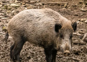 La plataforma animalista de Alzira lamenta la pasividad del concejal de agricultura sobre el tema de los jabalíes 2 La plataforma animalista de Alzira lamenta la pasividad del concejal de agricultura sobre el tema de los jabalíes