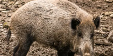 La plataforma animalista de Alzira lamenta la pasividad del concejal de agricultura sobre el tema de los jabalíes