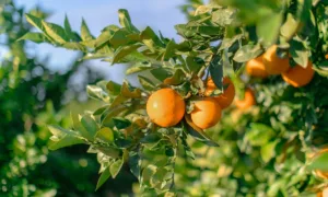 Naranjas en campo de origen nacional Mercadona
