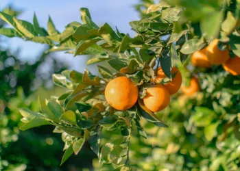 La "tormenta perfecta": El Sector citrícola alerta de un colapso histórico en las exportaciones fuera de Europa