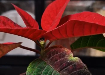 Cómo cuidar tu flor de Pascua para que dure más allá de las Navidades