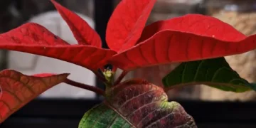Cómo cuidar tu flor de Pascua para que dure más allá de las Navidades