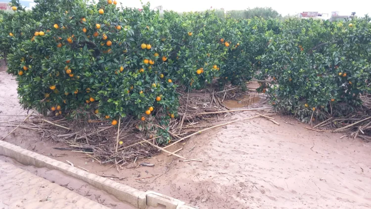 Los agricultores, los grandes olvidados tras la #DANA. Los pocos que han podido salvar cosecha ahora no la pueden recoger