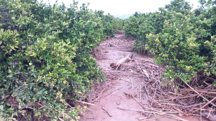 Los agricultores, los grandes olvidados tras la #DANA. Los pocos que han podido salvar cosecha ahora no la pueden recoger