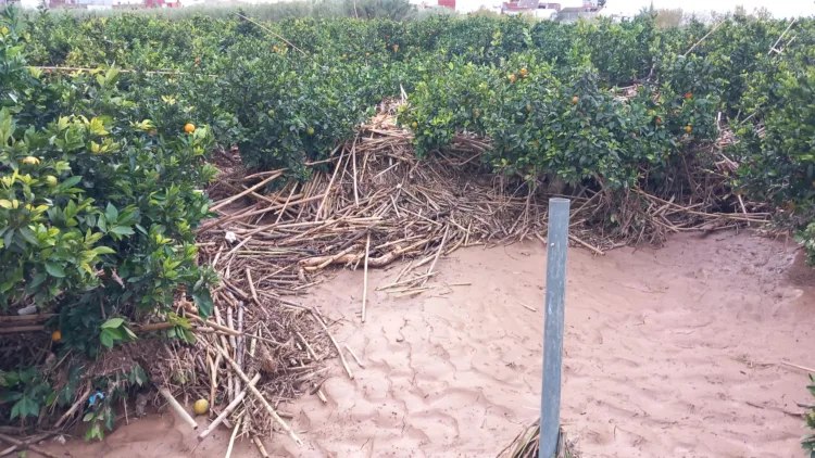 Los agricultores, los grandes olvidados tras la #DANA. Los pocos que han podido salvar cosecha ahora no la pueden recoger