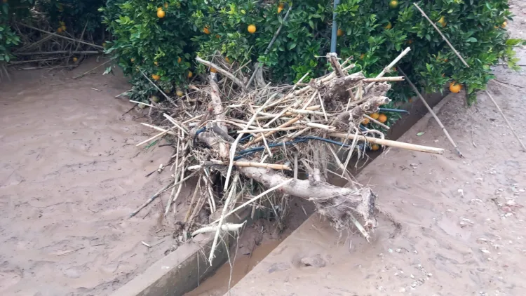 Los agricultores, los grandes olvidados tras la #DANA. Los pocos que han podido salvar cosecha ahora no la pueden recoger