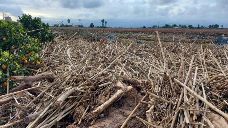Los agricultores, los grandes olvidados tras la #DANA. Los pocos que han podido salvar cosecha ahora no la pueden recoger