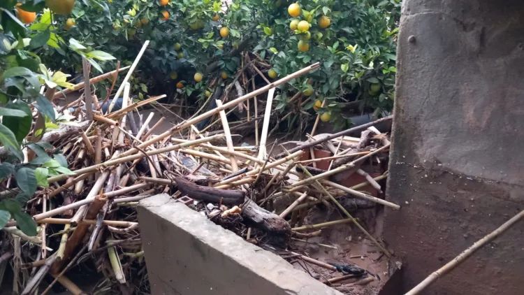 Los agricultores, los grandes olvidados tras la #DANA. Los pocos que han podido salvar cosecha ahora no la pueden recoger