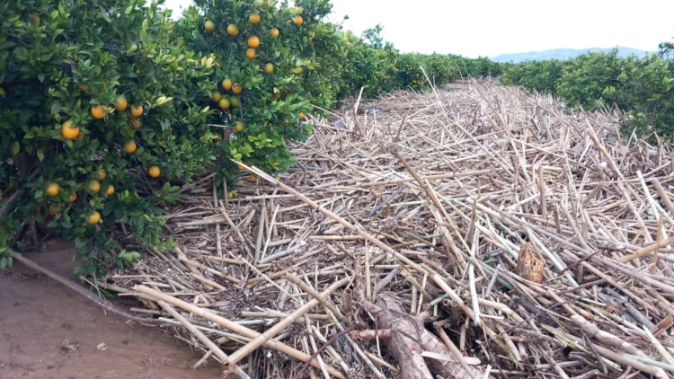 Los agricultores, los grandes olvidados tras la #DANA. Los pocos que han podido salvar cosecha ahora no la pueden recoger