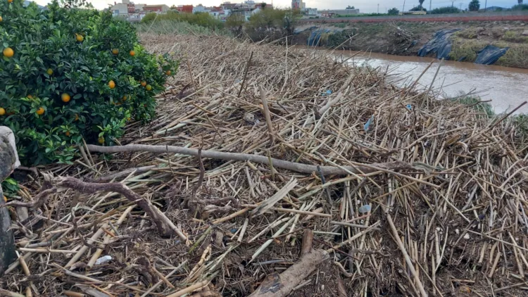 Los agricultores, los grandes olvidados tras la #DANA. Los pocos que han podido salvar cosecha ahora no la pueden recoger