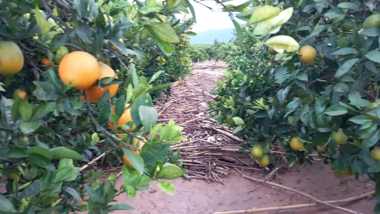 Los agricultores, los grandes olvidados tras la #DANA. Los pocos que han podido salvar cosecha ahora no la pueden recoger