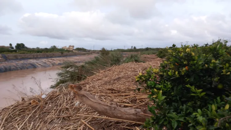 Los agricultores, los grandes olvidados tras la #DANA. Los pocos que han podido salvar cosecha ahora no la pueden recoger