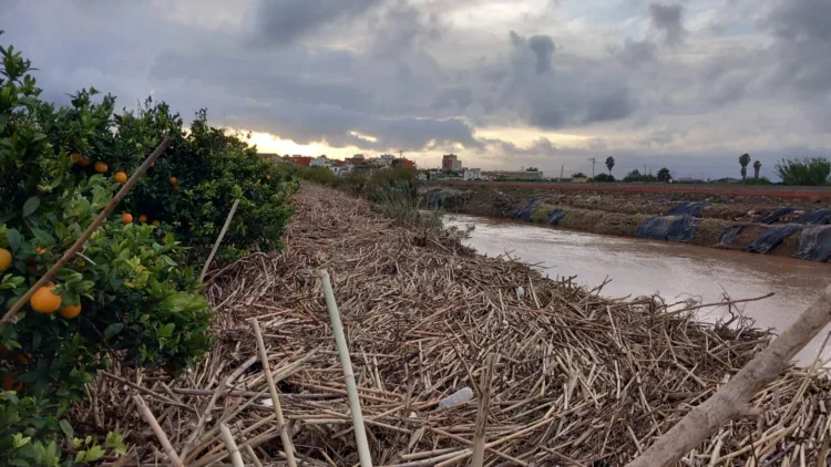 Los agricultores, los grandes olvidados tras la #DANA. Los pocos que han podido salvar cosecha ahora no la pueden recoger