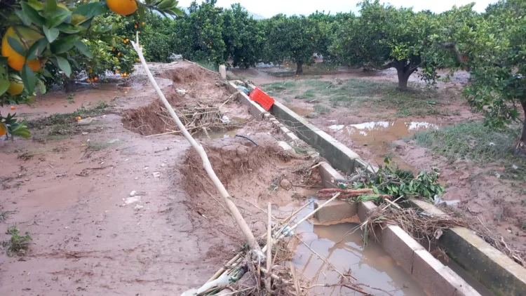 Los agricultores, los grandes olvidados tras la #DANA. Los pocos que han podido salvar cosecha ahora no la pueden recoger