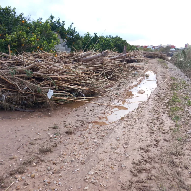 Los agricultores, los grandes olvidados tras la #DANA. Los pocos que han podido salvar cosecha ahora no la pueden recoger