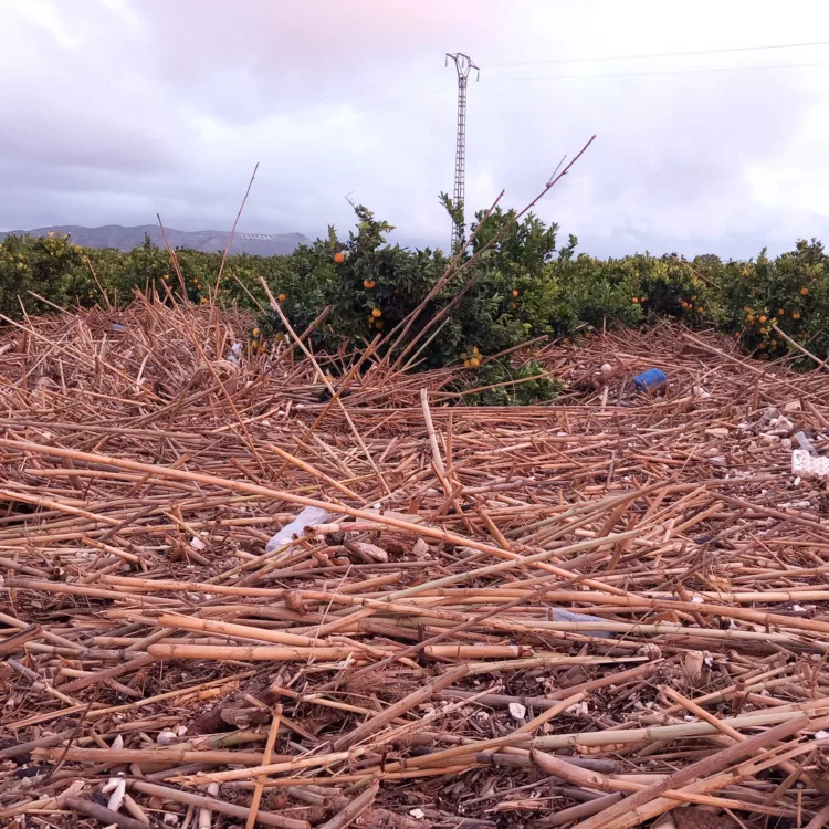 Los agricultores, los grandes olvidados tras la #DANA. Los pocos que han podido salvar cosecha ahora no la pueden recoger