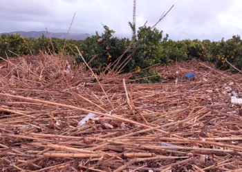 Los agricultores, los grandes olvidados tras la #DANA. Los pocos que han podido salvar cosecha ahora no la pueden recoger