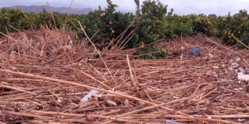 Los agricultores, los grandes olvidados tras la #DANA. Los pocos que han podido salvar cosecha ahora no la pueden recoger
