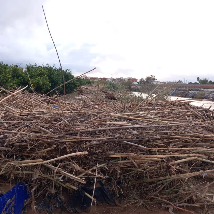Los agricultores, los grandes olvidados tras la #DANA. Los pocos que han podido salvar cosecha ahora no la pueden recoger