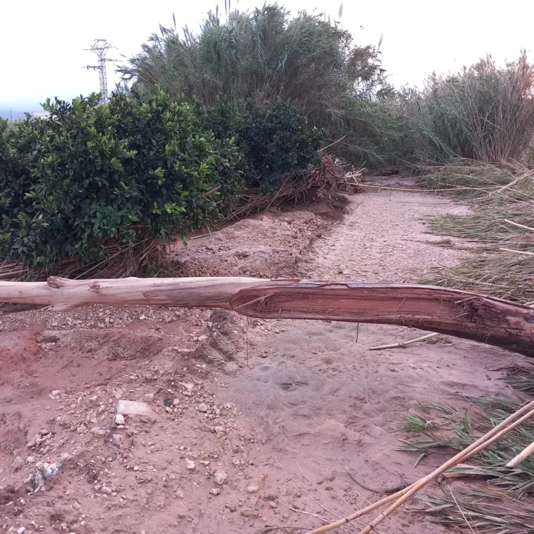 Los agricultores, los grandes olvidados tras la #DANA. Los pocos que han podido salvar cosecha ahora no la pueden recoger