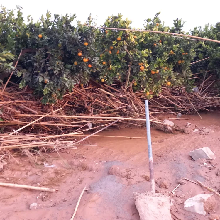 Los agricultores, los grandes olvidados tras la #DANA. Los pocos que han podido salvar cosecha ahora no la pueden recoger