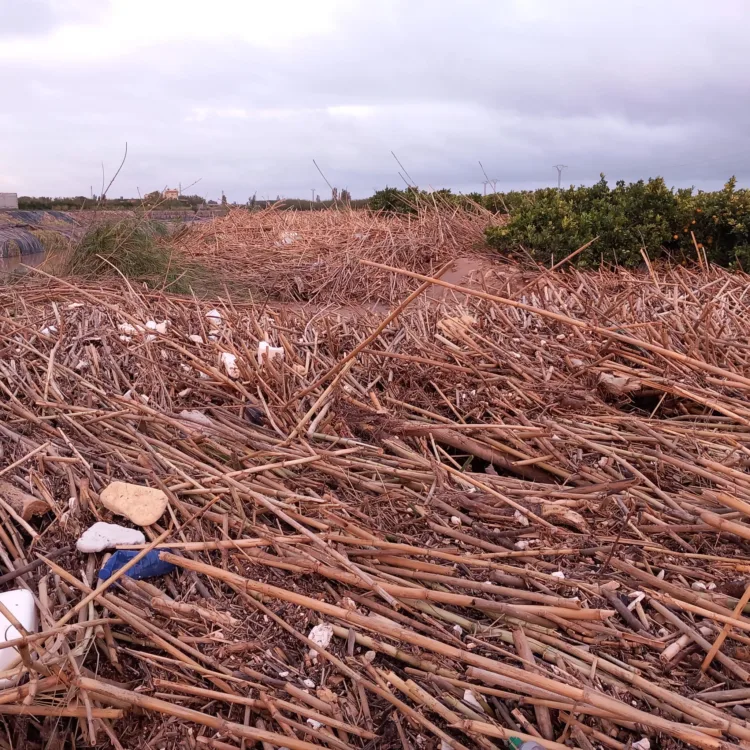 Los agricultores, los grandes olvidados tras la #DANA. Los pocos que han podido salvar cosecha ahora no la pueden recoger