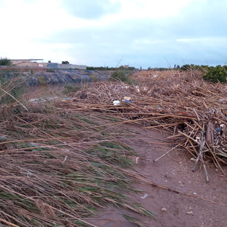 Los agricultores, los grandes olvidados tras la #DANA. Los pocos que han podido salvar cosecha ahora no la pueden recoger