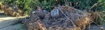 AVA-ASAJA denuncia que el Gobierno deja fuera de las ayudas de la DANA a agricultores por un mero trámite burocrático