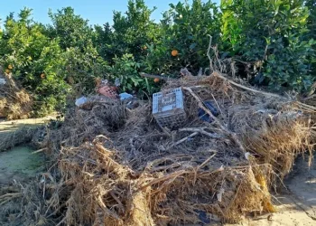 AVA-ASAJA denuncia que el Gobierno deja fuera de las ayudas de la DANA a agricultores por un mero trámite burocrático