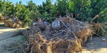 AVA-ASAJA denuncia que el Gobierno deja fuera de las ayudas de la DANA a agricultores por un mero trámite burocrático