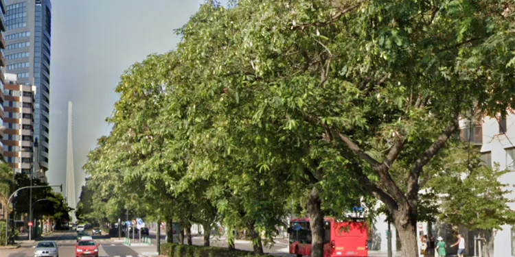 La Federación vecinal de Valencia rechaza la tala de más de 400 árboles para la ampliación del metro sin contemplar alternativa 1 La Federación vecinal de Valencia rechaza la tala de más de 400 árboles para la ampliación del metro sin contemplar alternativa