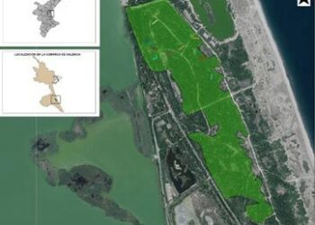 Devesa-Albufera impulsa la Declaración de Arboleda Monumental del rodal maduro de la Devesa