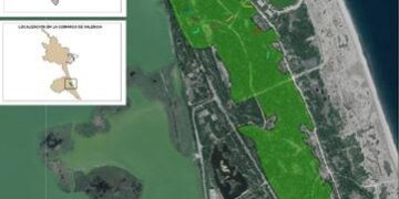 Devesa-Albufera impulsa la Declaración de Arboleda Monumental del rodal maduro de la Devesa