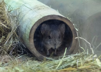 La única pareja de musaraña elefante en España está en BIOPARC Valéncia