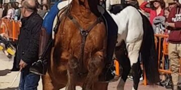 La plataforma animalista de Burjassot se reúne con el concejal de Bienestar Animal 