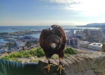Lokimica gana el concurso de control de palomas y estorninos de Valencia hasta 2027