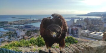 Lokimica gana el concurso de control de palomas y estorninos de Valencia hasta 2027