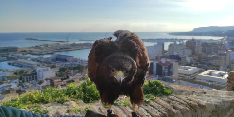 Lokimica gana el concurso de control de palomas y estorninos de Valencia hasta 2027