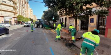 Parques y Jardines de Valencia inicia la retirada de naranjas de 8.819 árboles ornamentales