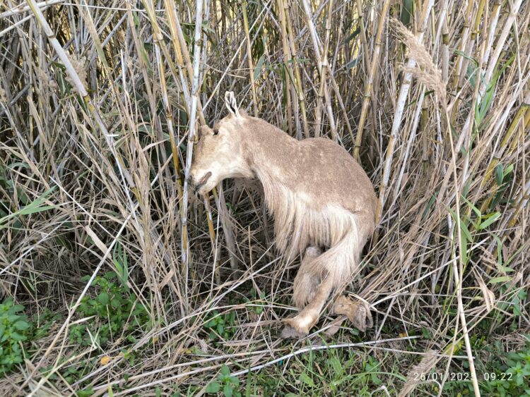 Tres meses después de la #DANA la desembocadura del Barranco del Poyo sin limpiar y taponado por toneladas de tierra