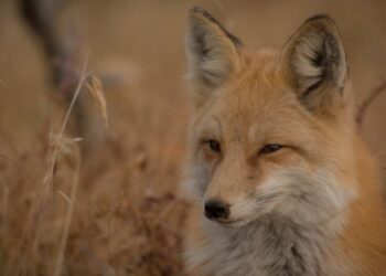 Se intensifican las presiones para una legislación europea sobre el bienestar animal