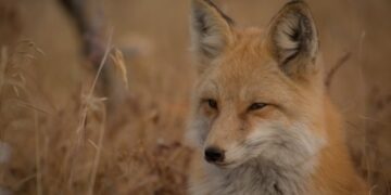 Se intensifican las presiones para una legislación europea sobre el bienestar animal